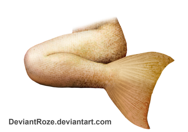 Mermaid Tail File Transparent PNG Image
