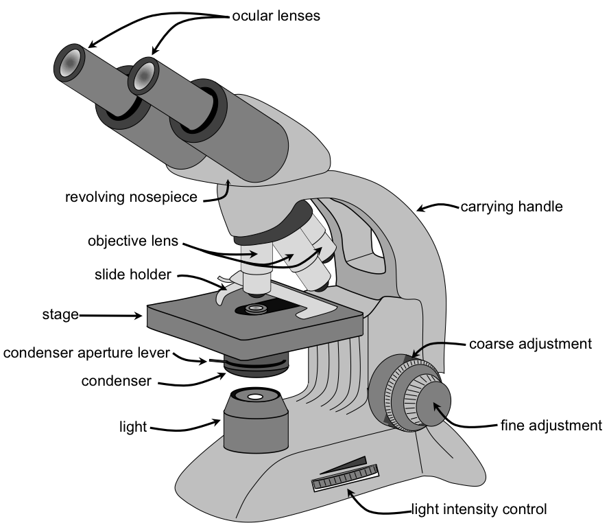 Microscope Basic Transparent PNG Image