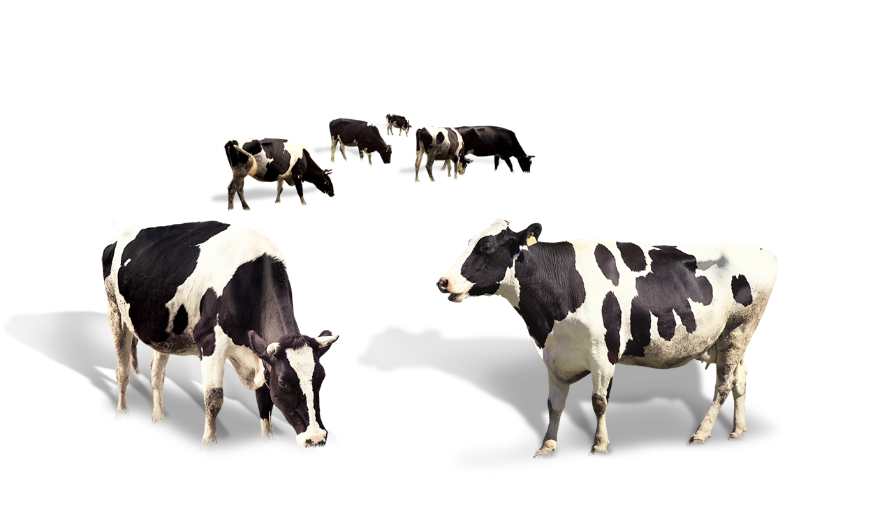 Cow Dairy Milk Taurus Cattle Transparent PNG Image