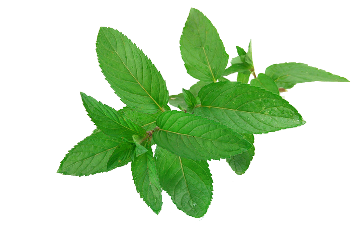 Mint Transparent PNG Image