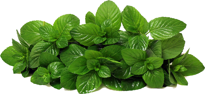 Mint Transparent PNG Image