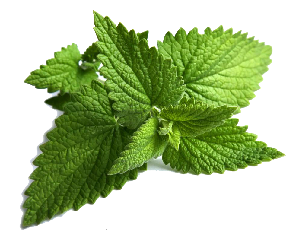 Mint Transparent PNG Image