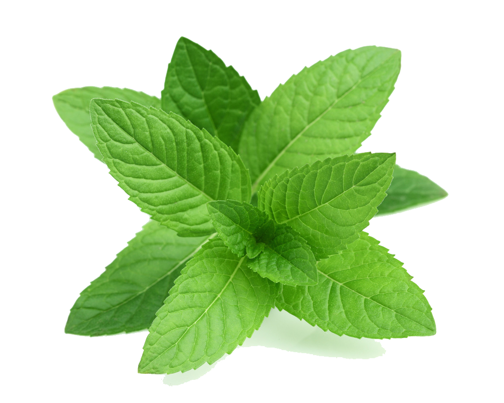 Mint Transparent PNG Image