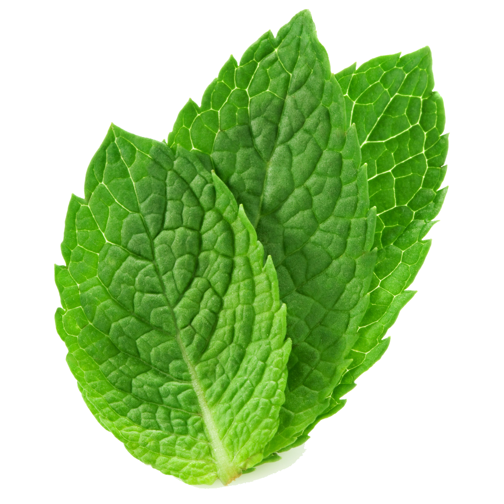 Mint Transparent PNG Image