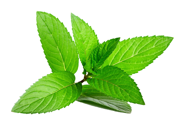 Herb Menthol Leaf Plant Peppermint Transparent PNG Image