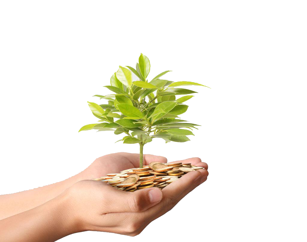 Plant Material Gold Money graphy Coins Tree Transparent PNG Image