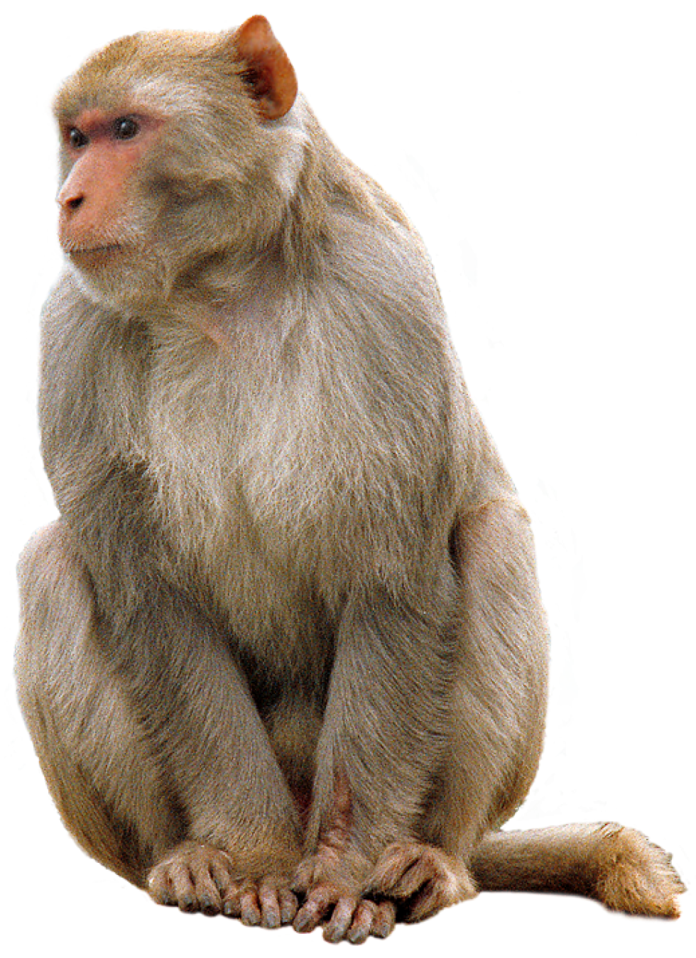 Monkey Transparent PNG Image