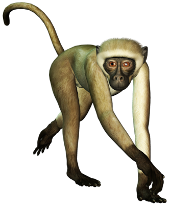 Monkey Transparent PNG Image