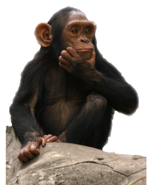Monkey Transparent PNG Image