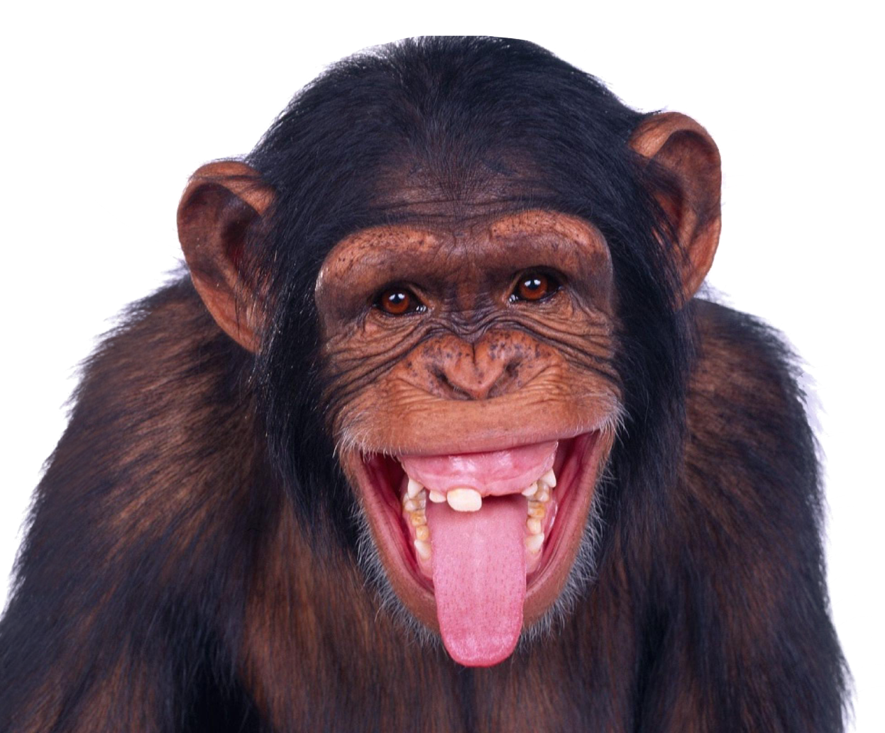Monkey Chimpanzee Ape Transparent PNG Image