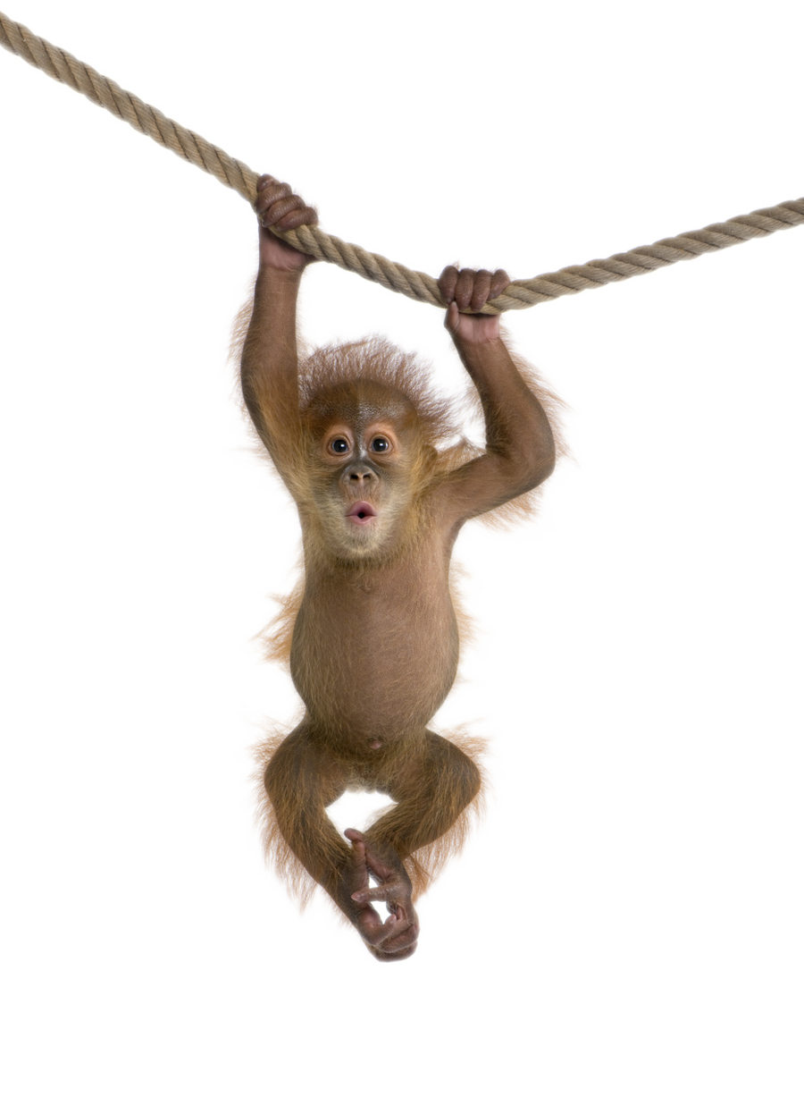 Monkey Transparent PNG Image