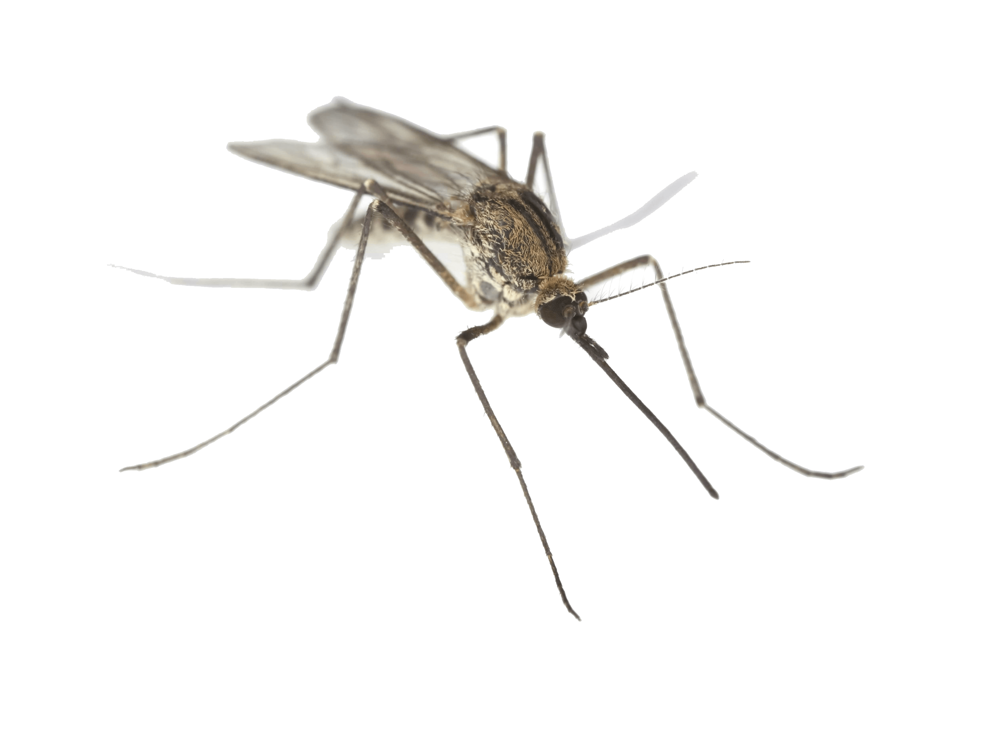 Mosquito Transparent PNG Image
