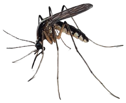 Mosquito Transparent PNG Image