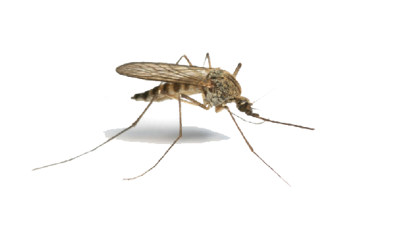 Mosquito Transparent PNG Image