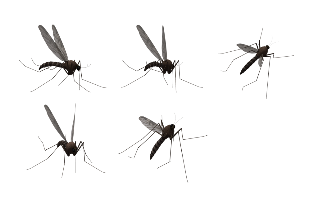 Mosquito Transparent PNG Image