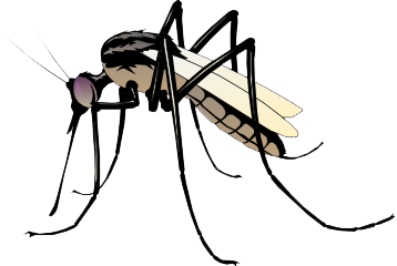 Mosquito Transparent PNG Image