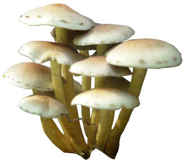 Mushroom Transparent PNG Image