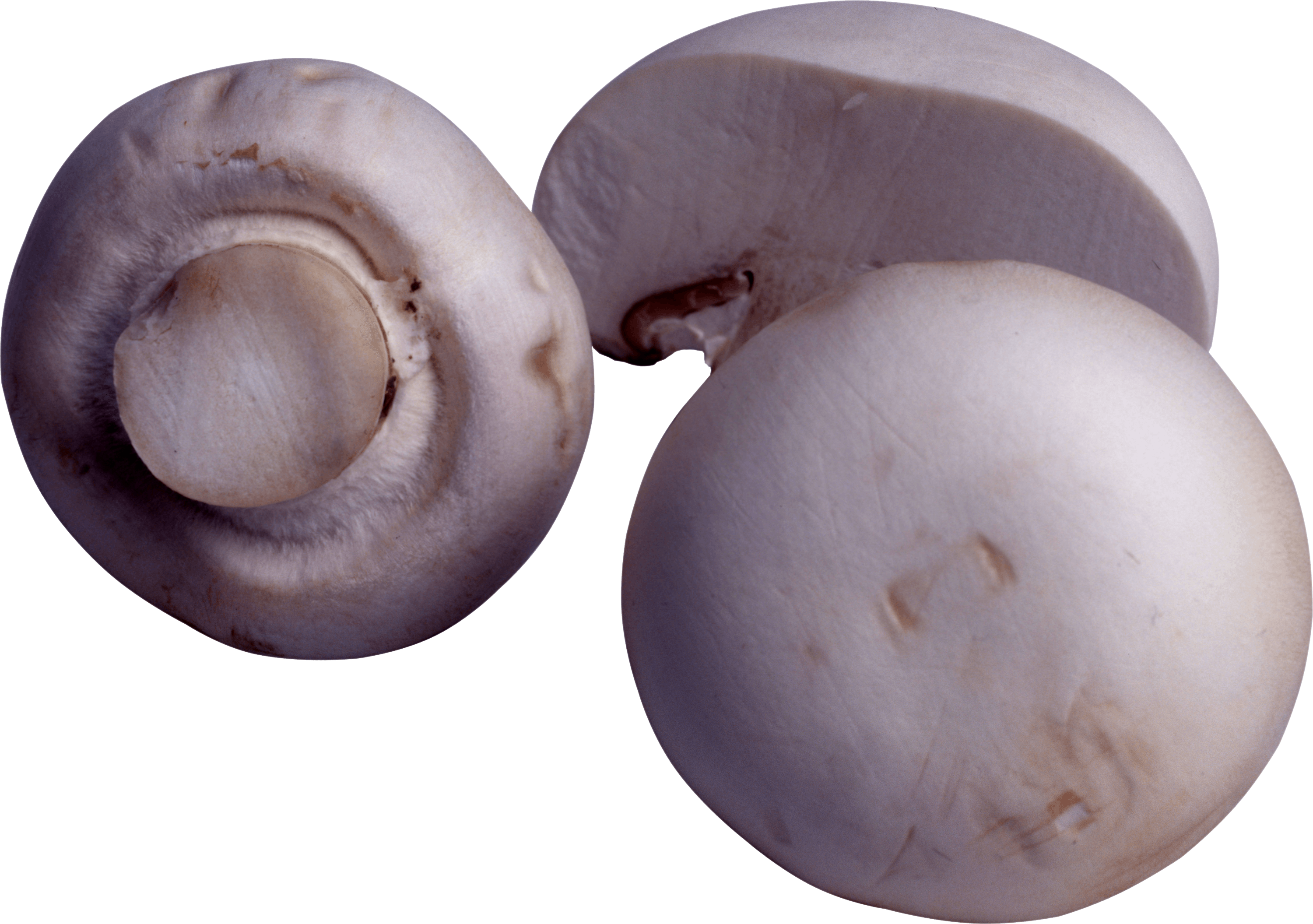 Mushroom Transparent PNG Image