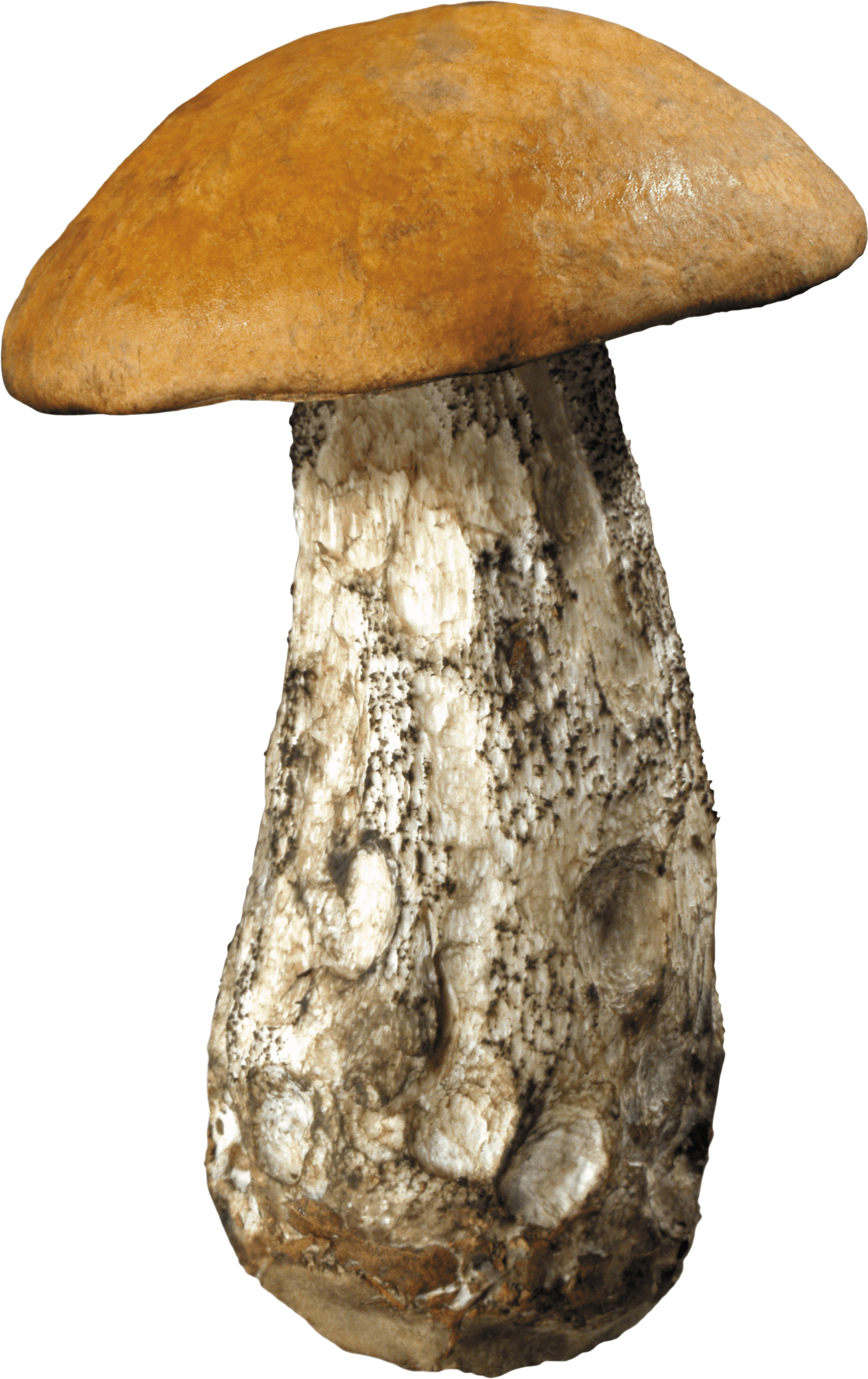Mushroom Transparent PNG Image