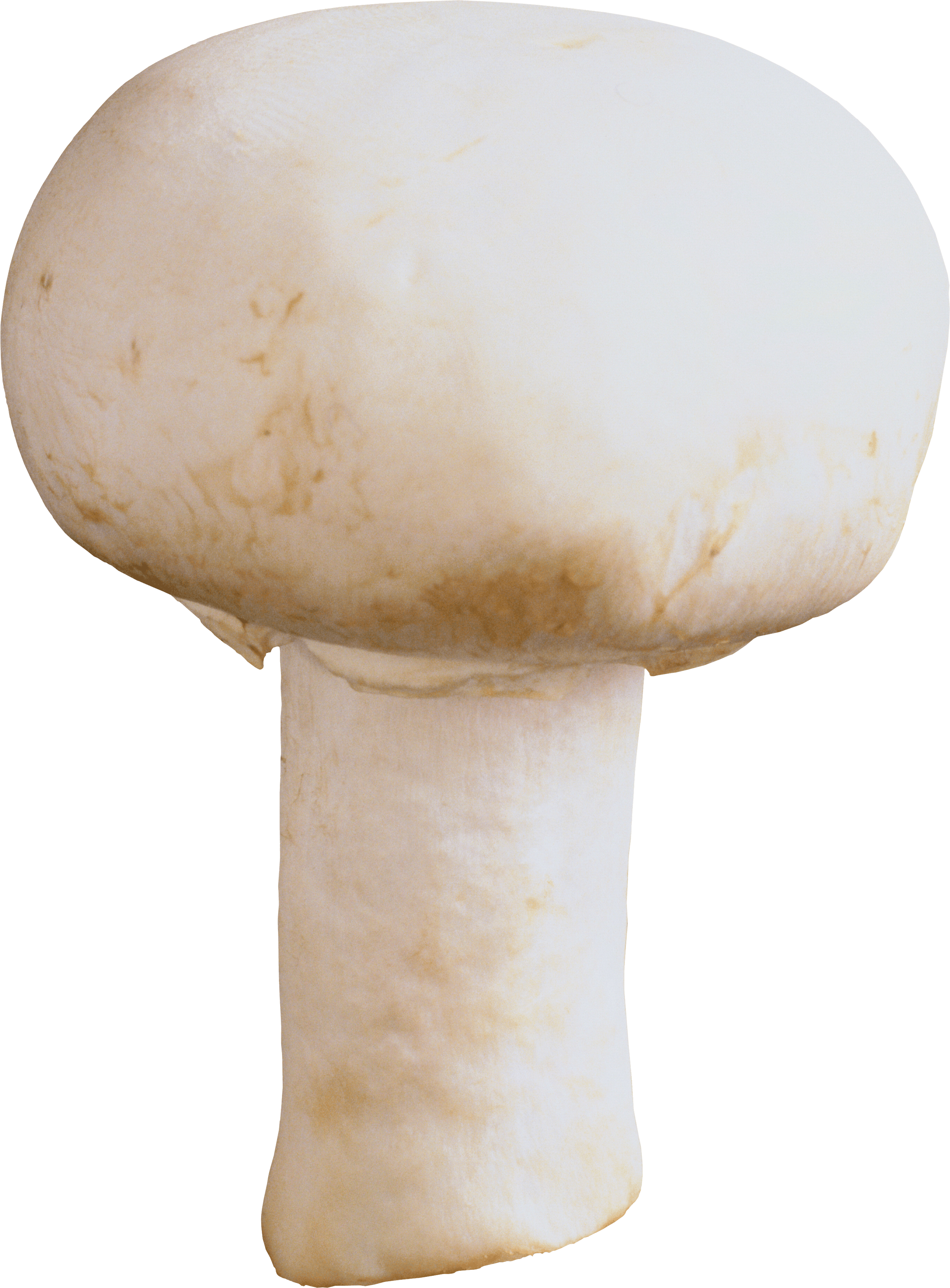 Mushroom Transparent PNG Image
