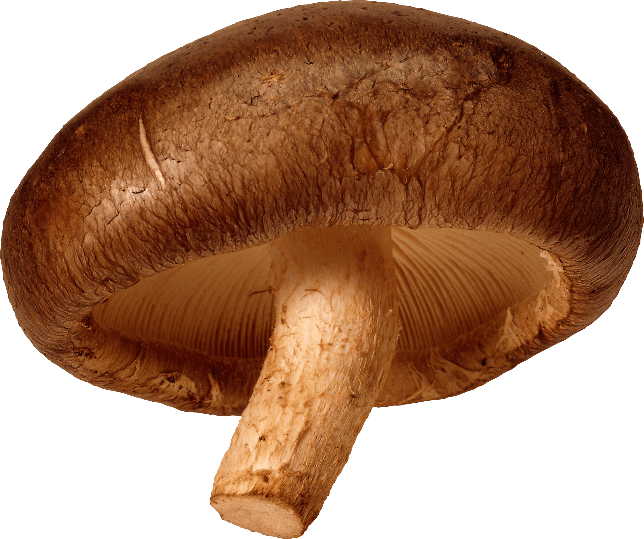 Mushroom Transparent PNG Image