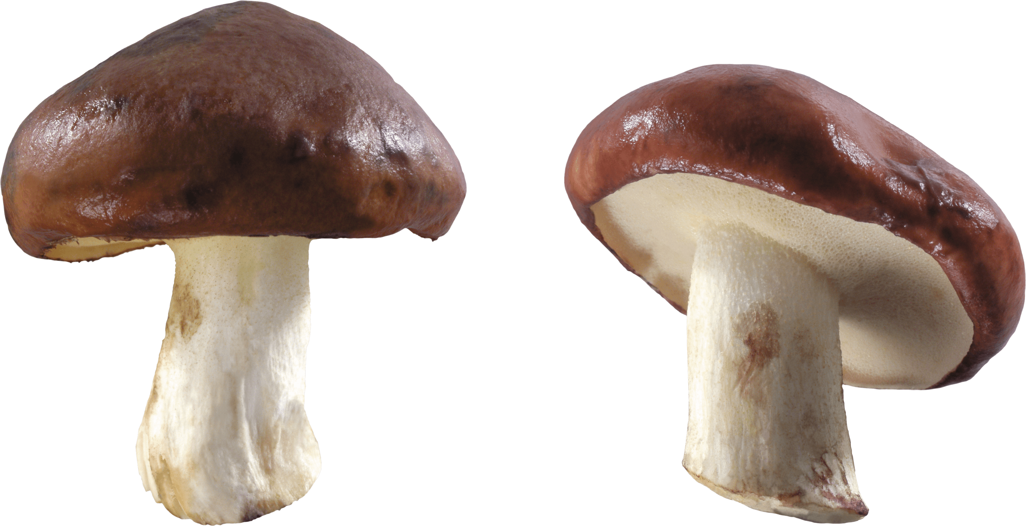 Mushroom Transparent PNG Image