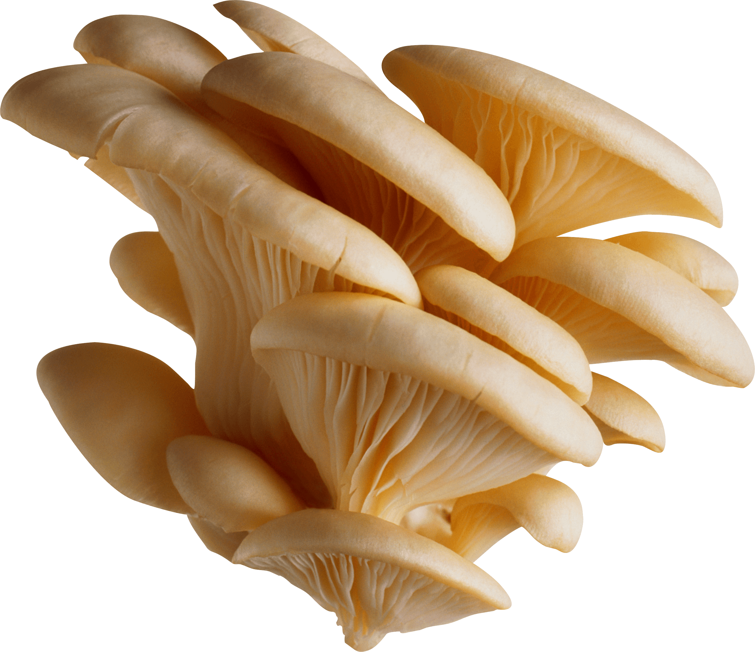 White Mushrooms Transparent PNG Image