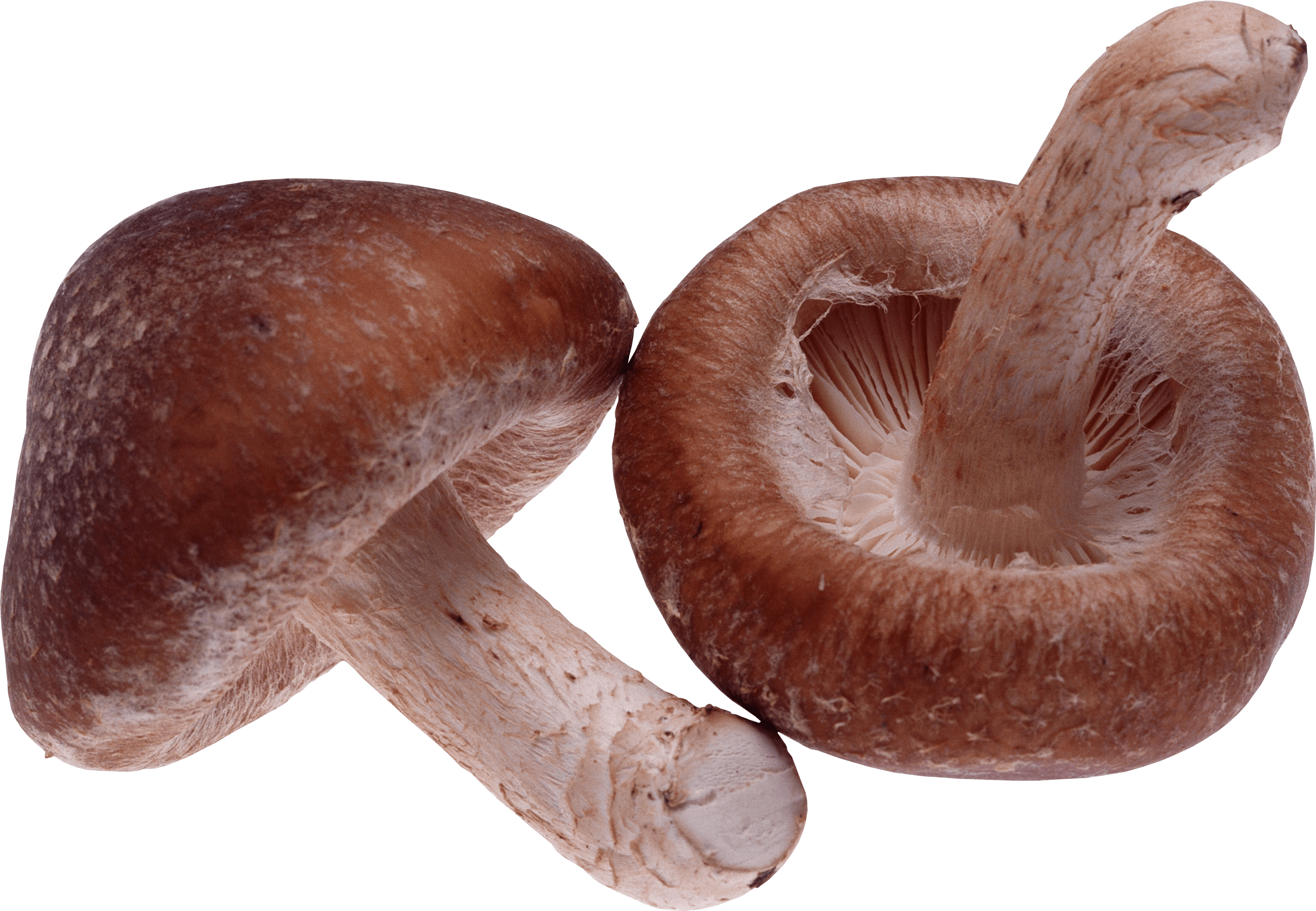 Mushroom Transparent PNG Image