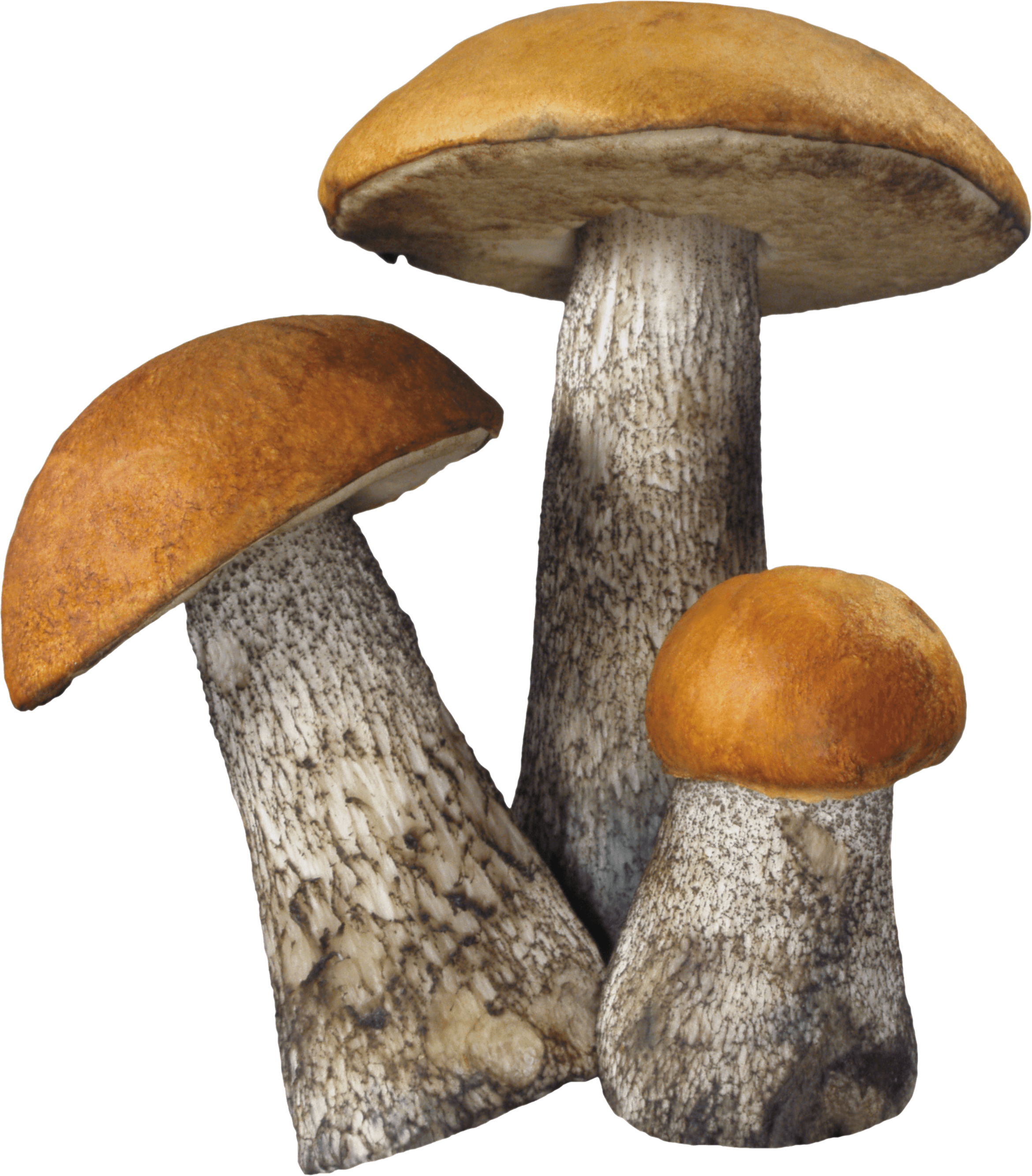 Mushroom Transparent PNG Image