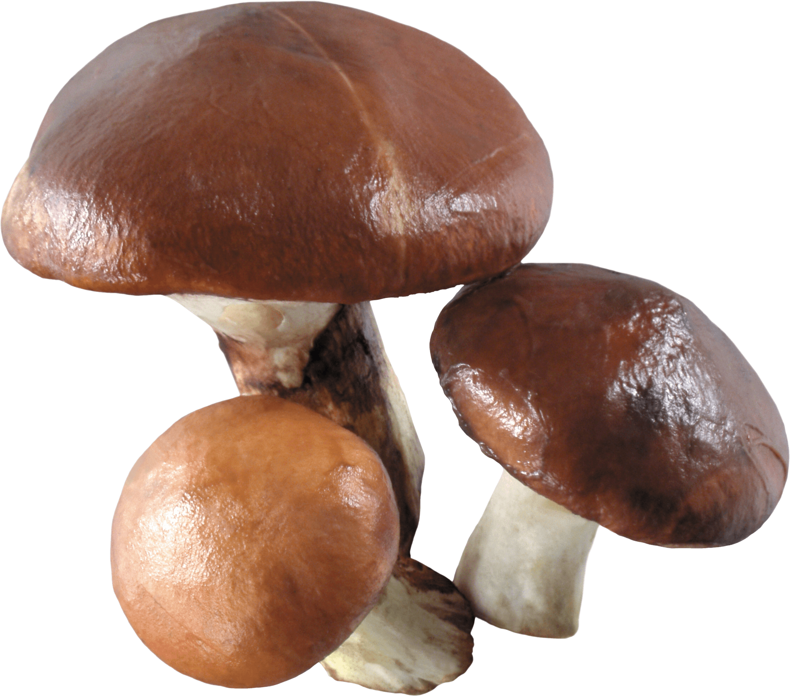 Mushroom Transparent PNG Image