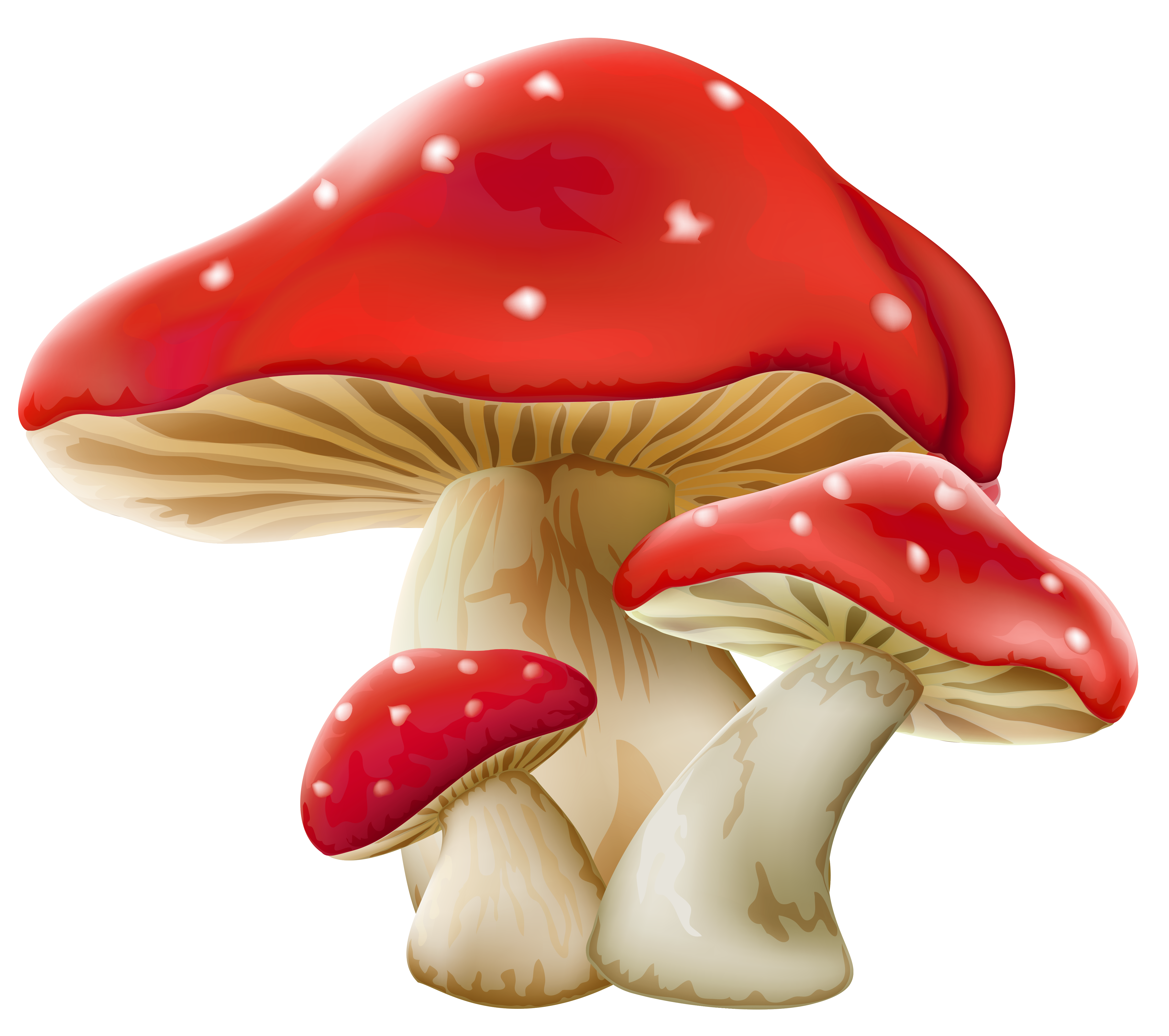 Mushroom Transparent PNG Image