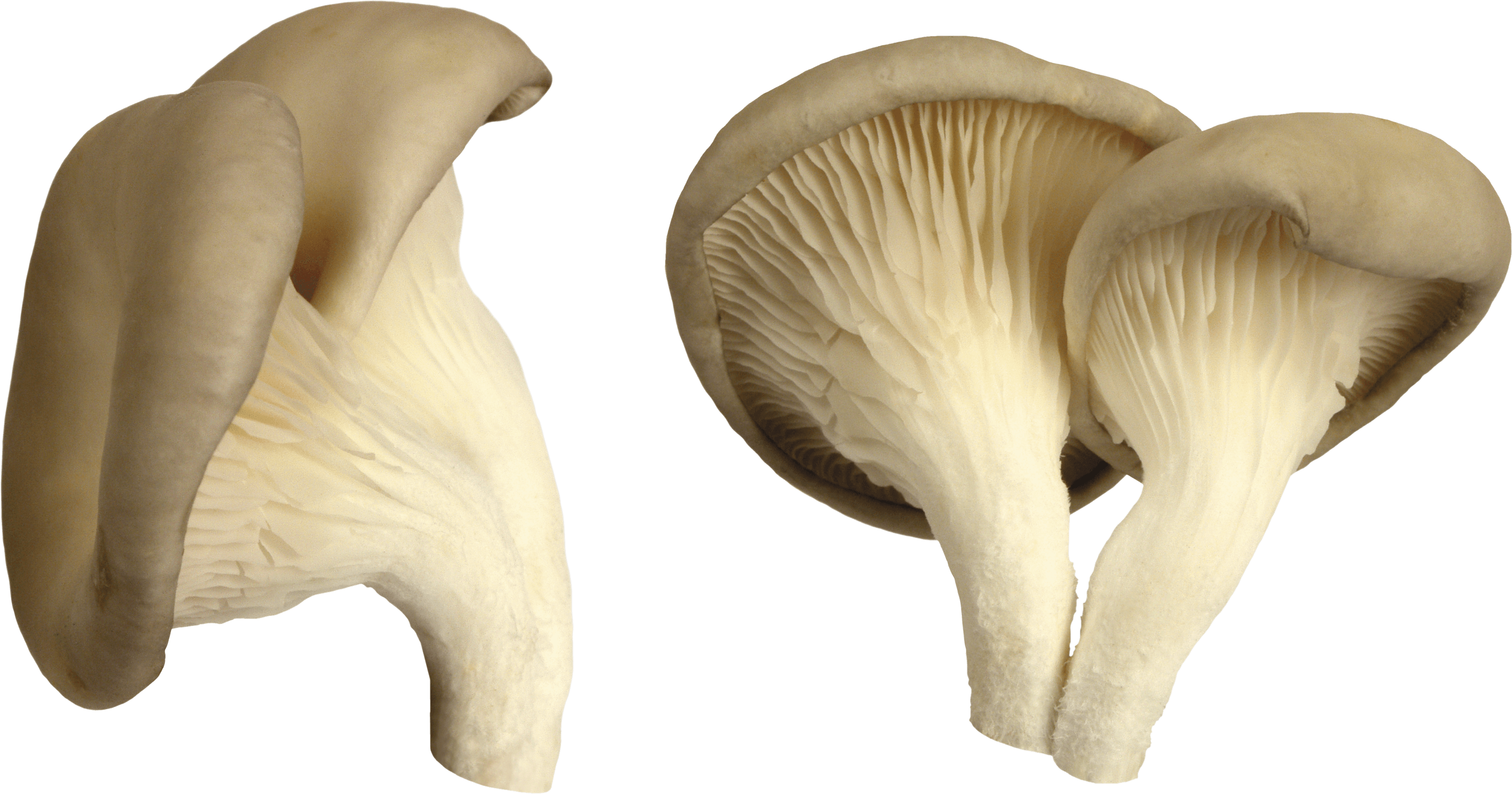 Mushroom Transparent PNG Image