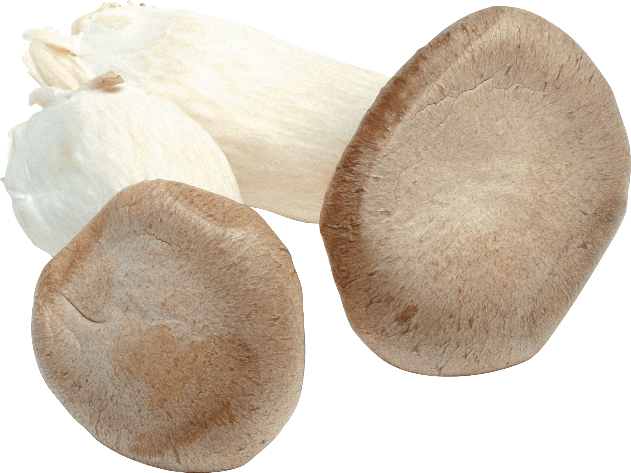 Mushroom Transparent PNG Image