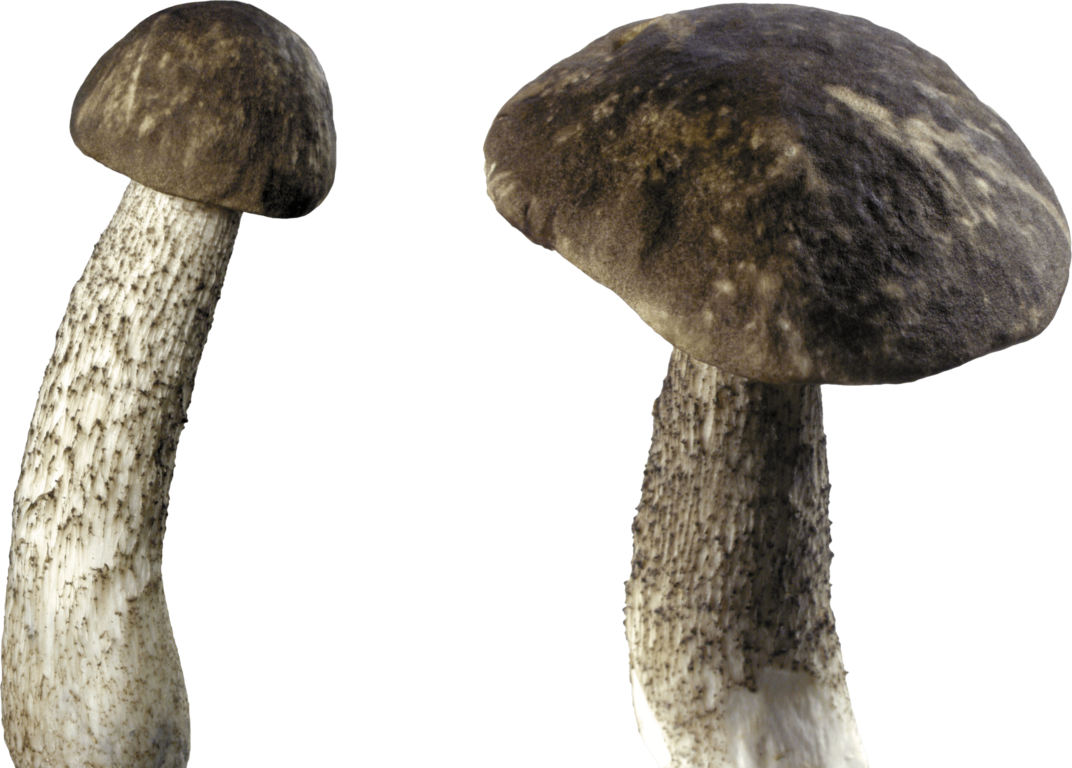 Mushroom Transparent PNG Image