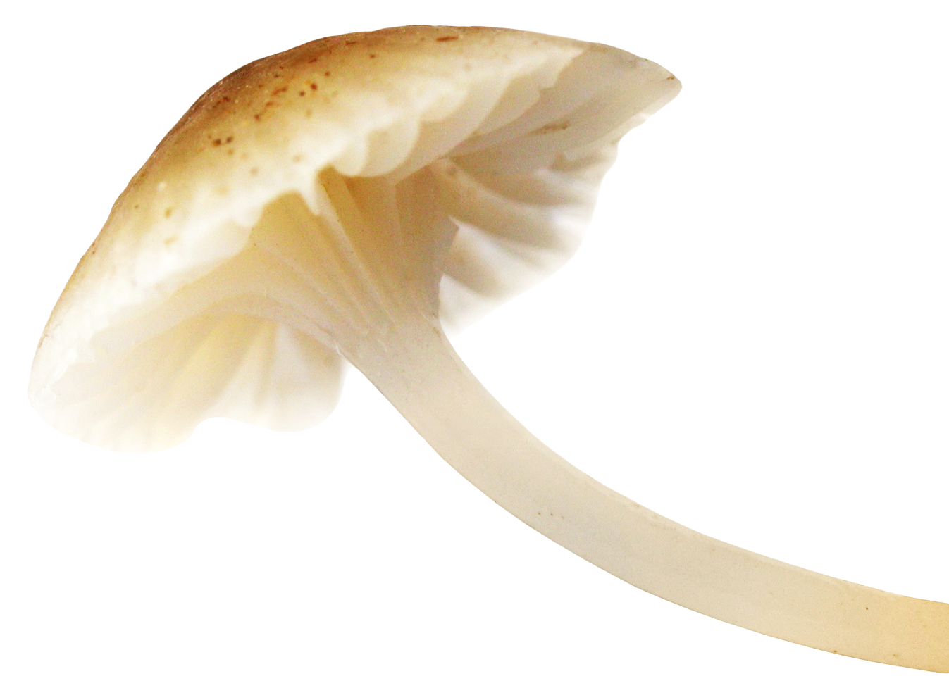 Mushroom Transparent PNG Image