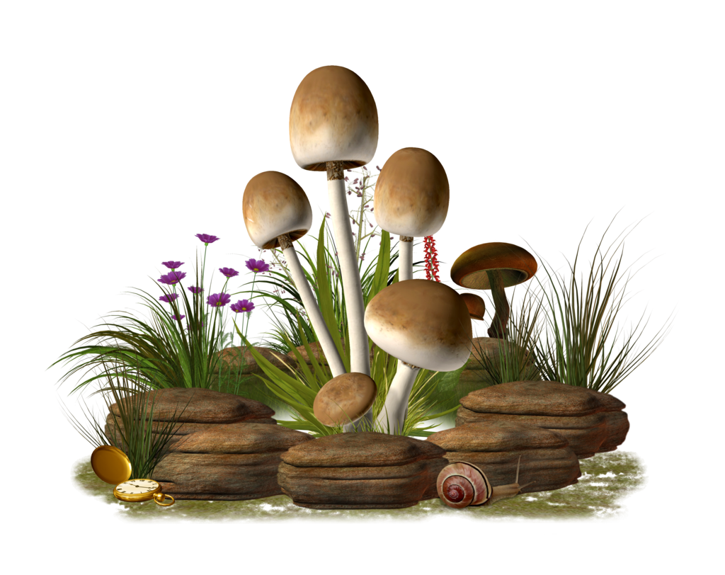 Mushroom Transparent PNG Image