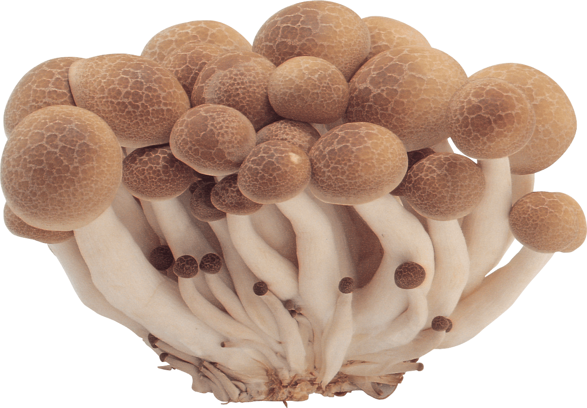Mushrooms Transparent PNG Image
