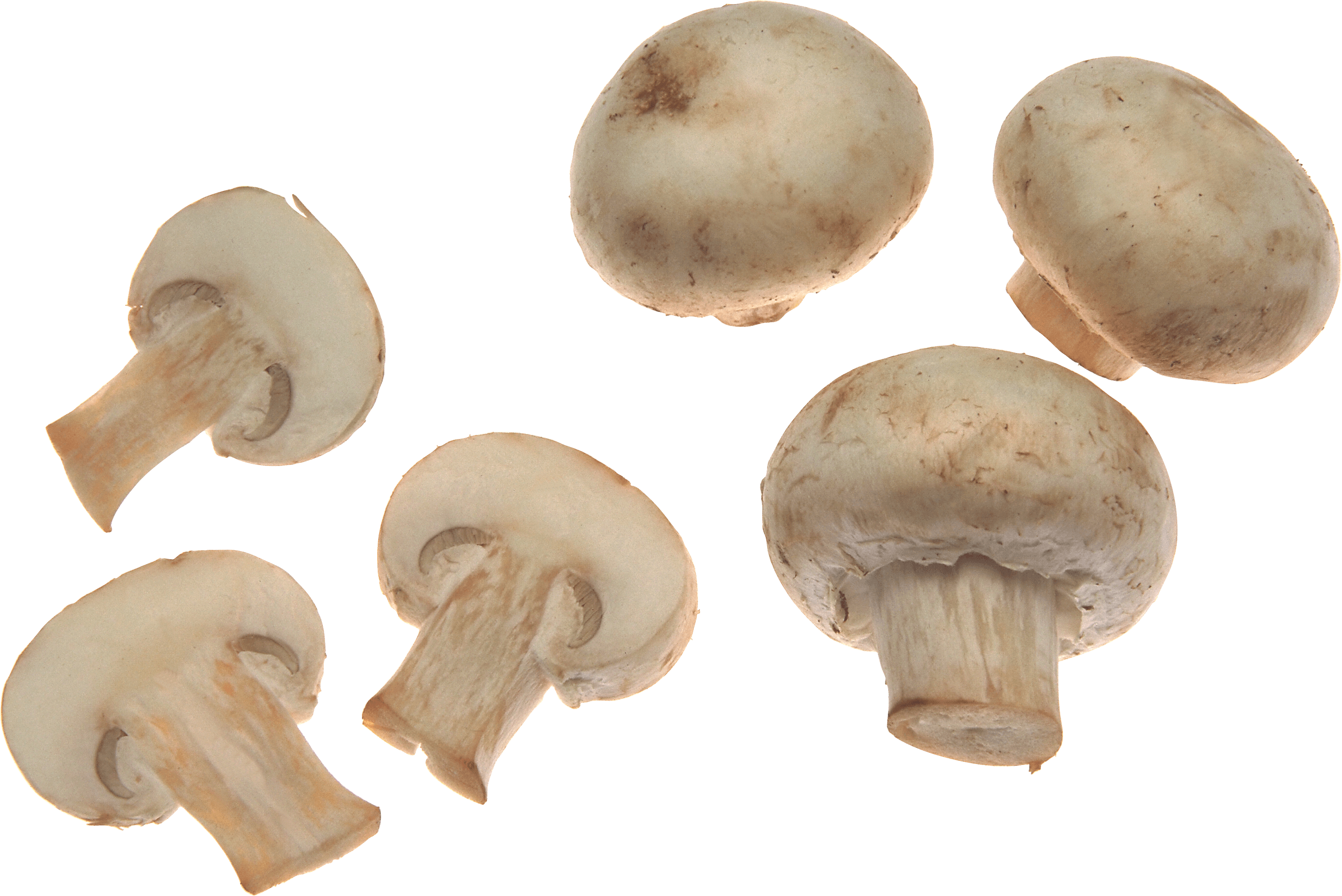 White Mushrooms Transparent PNG Image