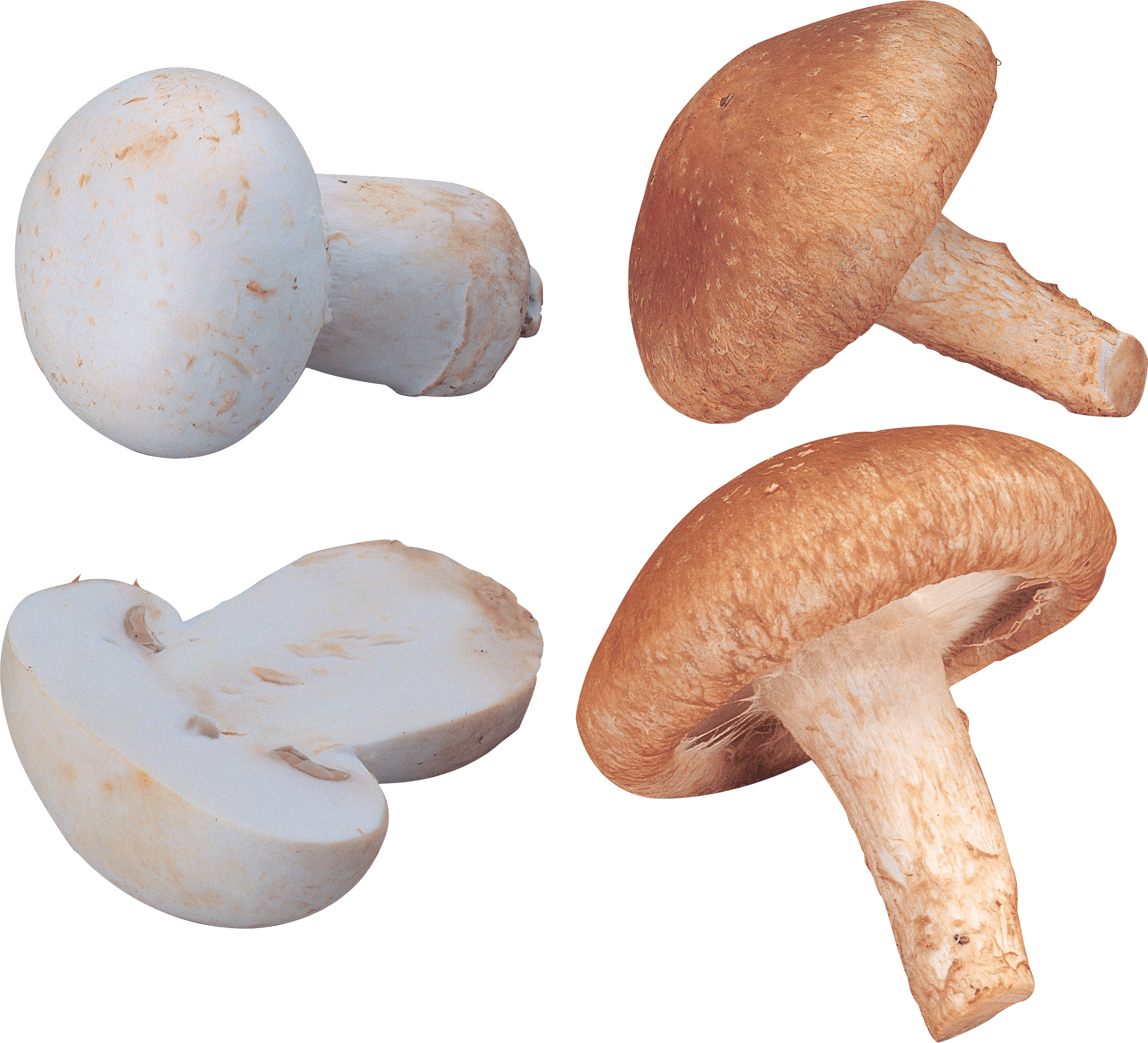 Mushroom Transparent PNG Image
