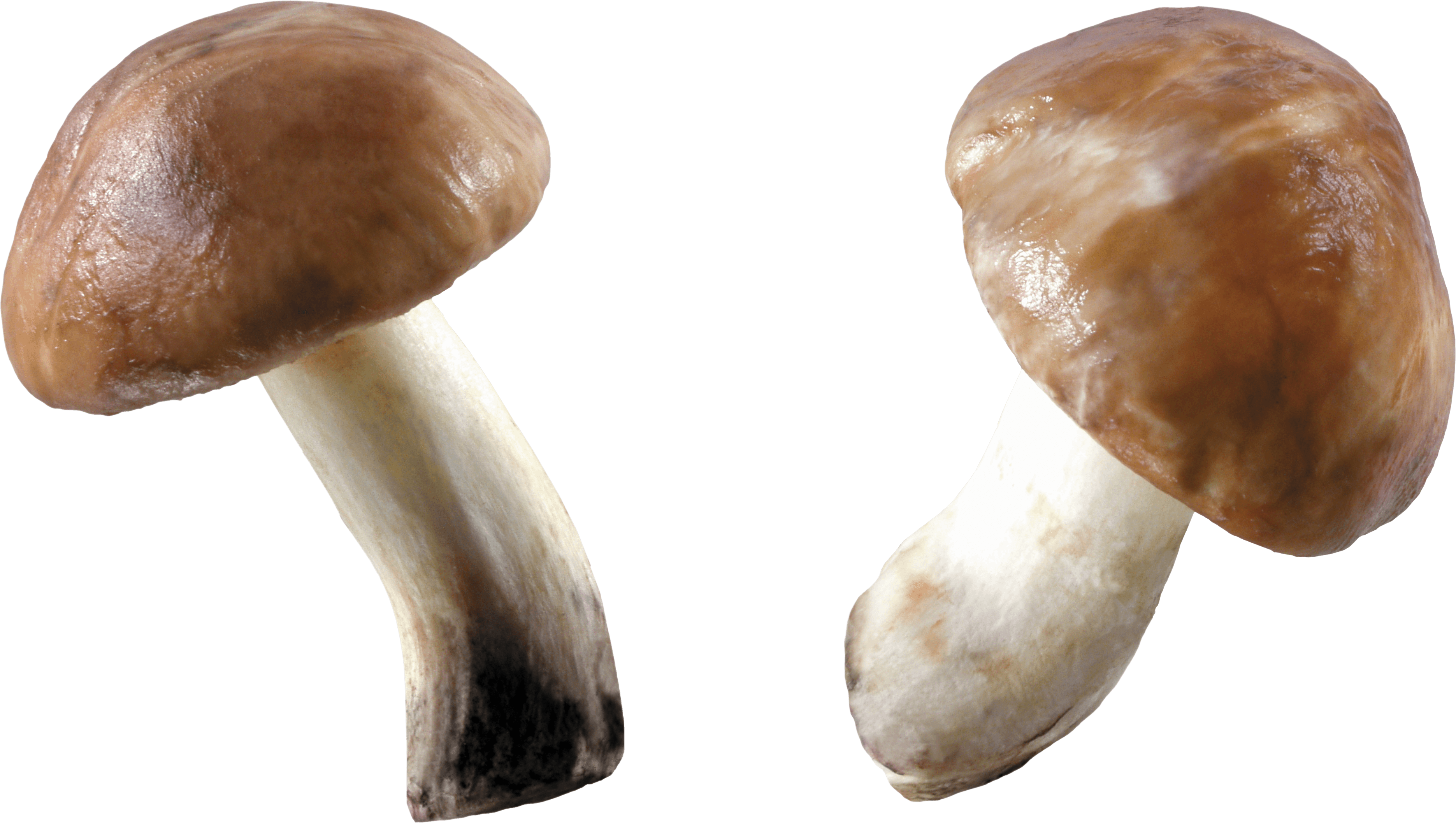 Mushroom Transparent PNG Image