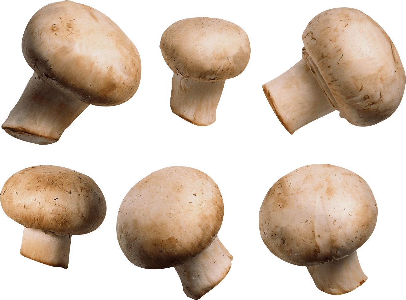 Mushroom Transparent PNG Image