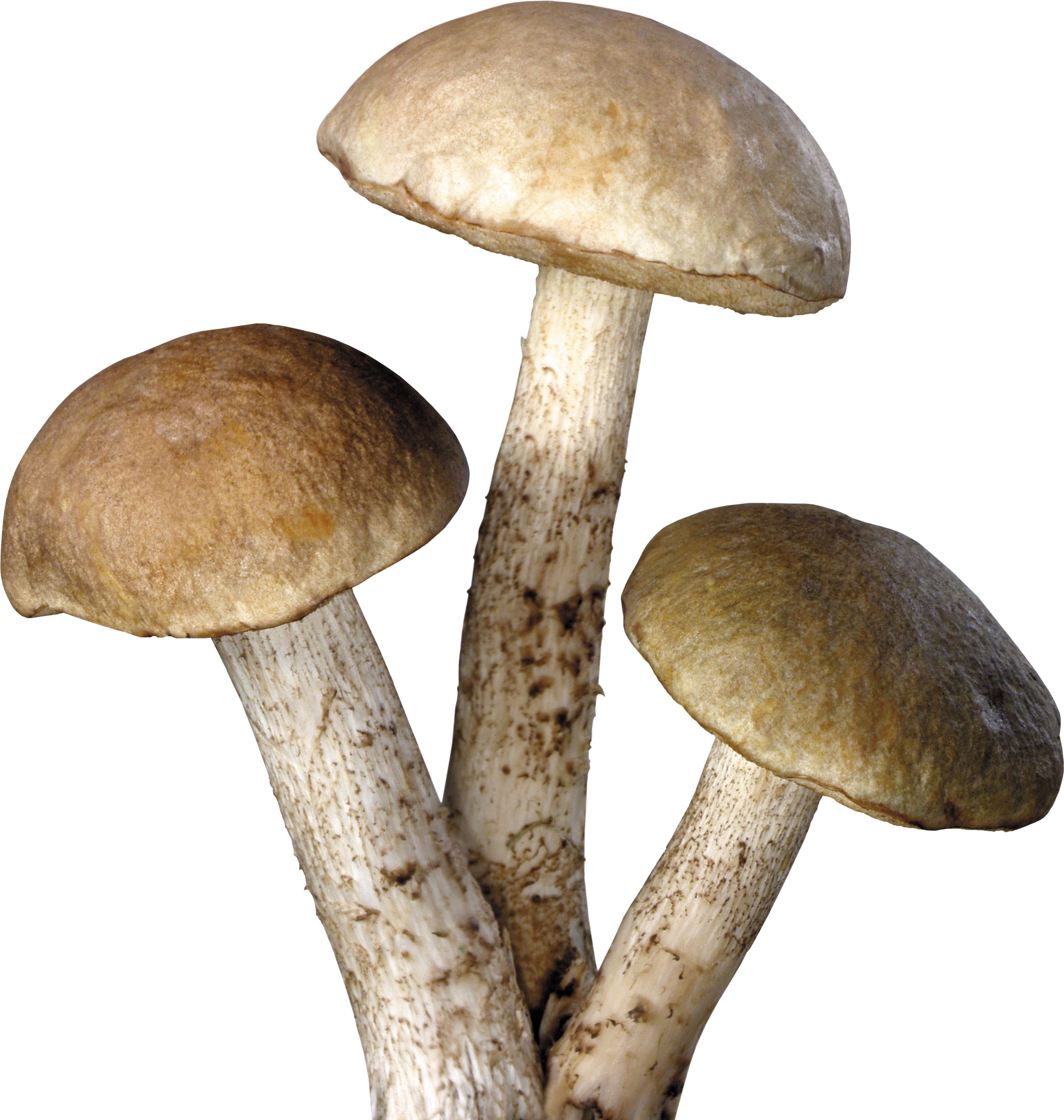 Mushroom Transparent PNG Image