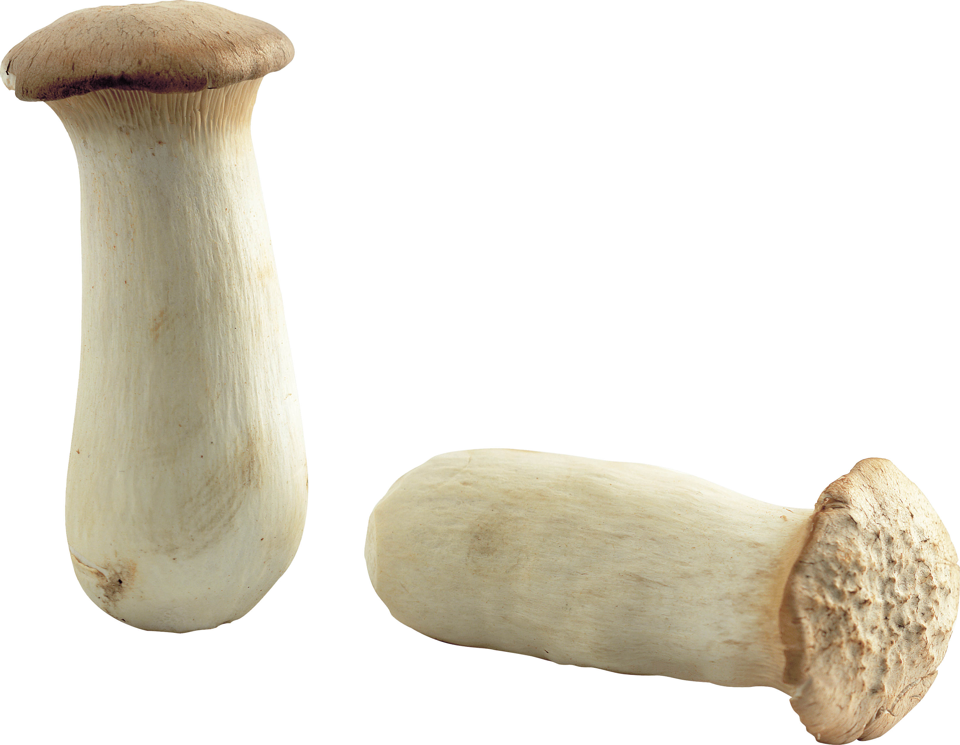 Mushroom Transparent PNG Image