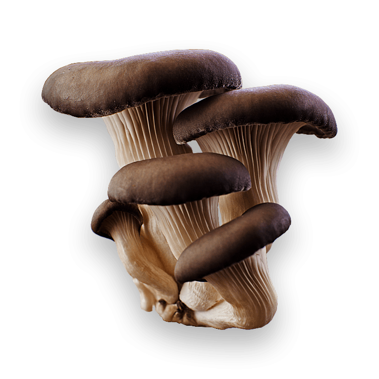 Mushroom Transparent PNG Image