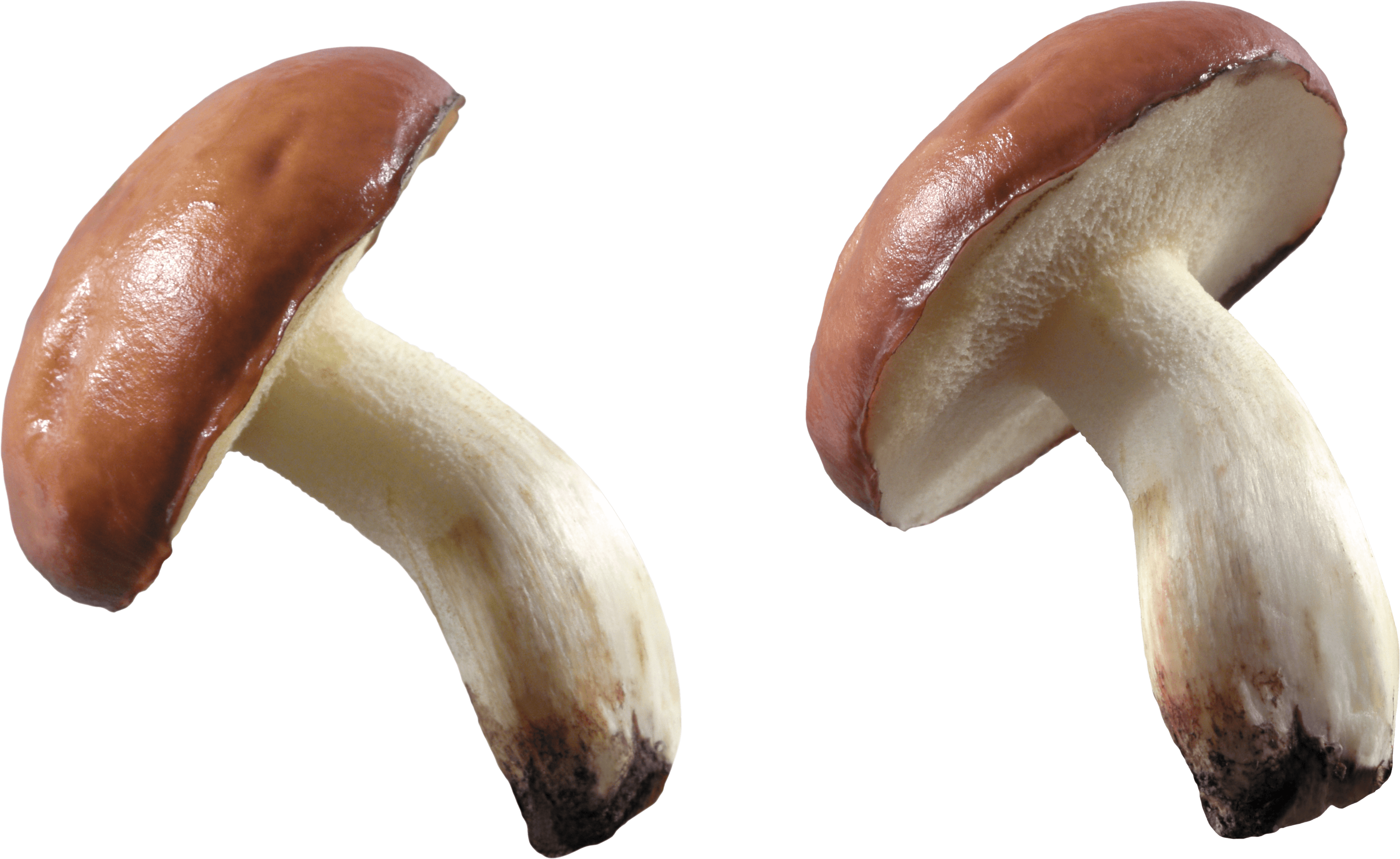 Mushroom Transparent PNG Image