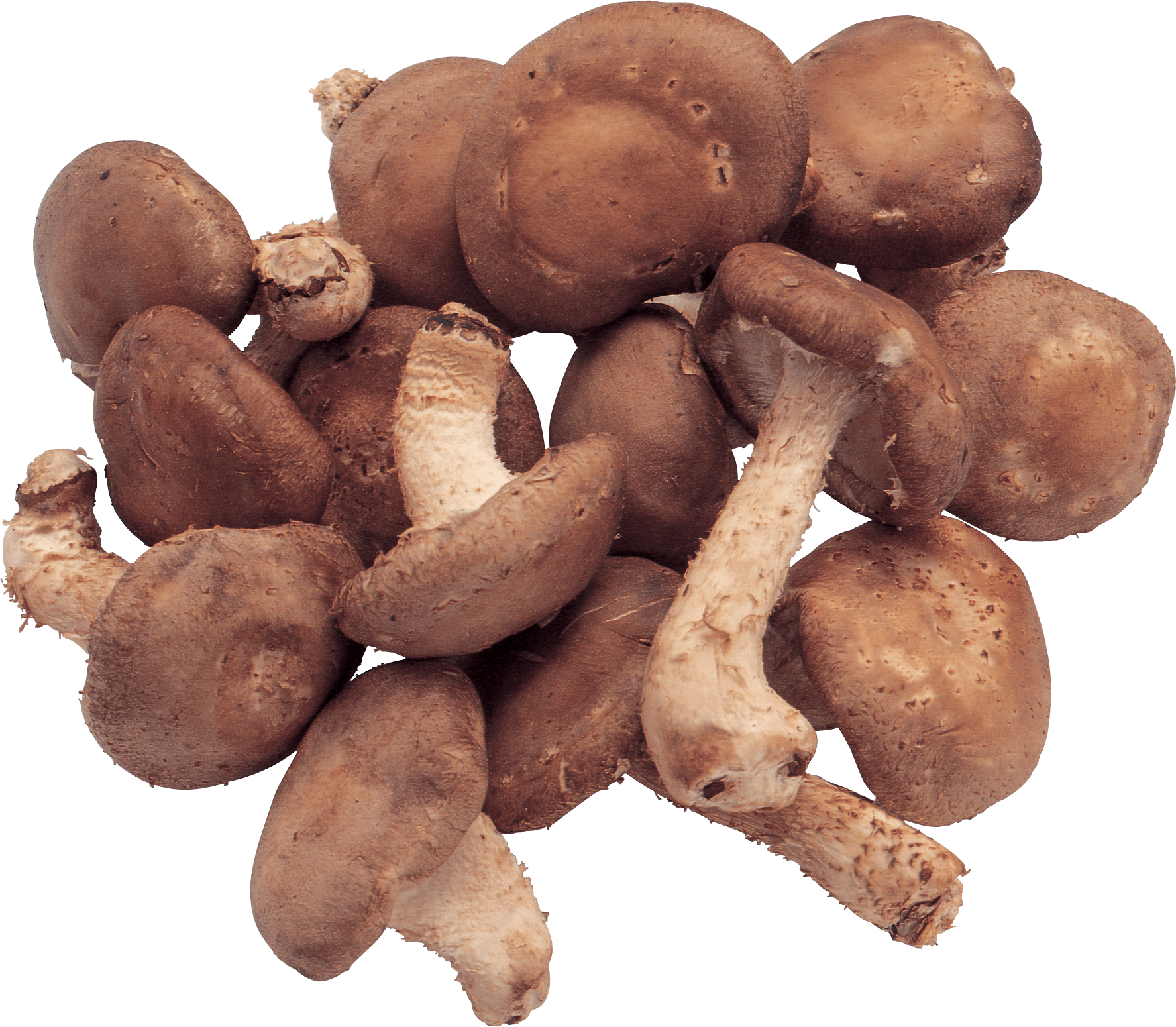 Mushrooms Transparent PNG Image