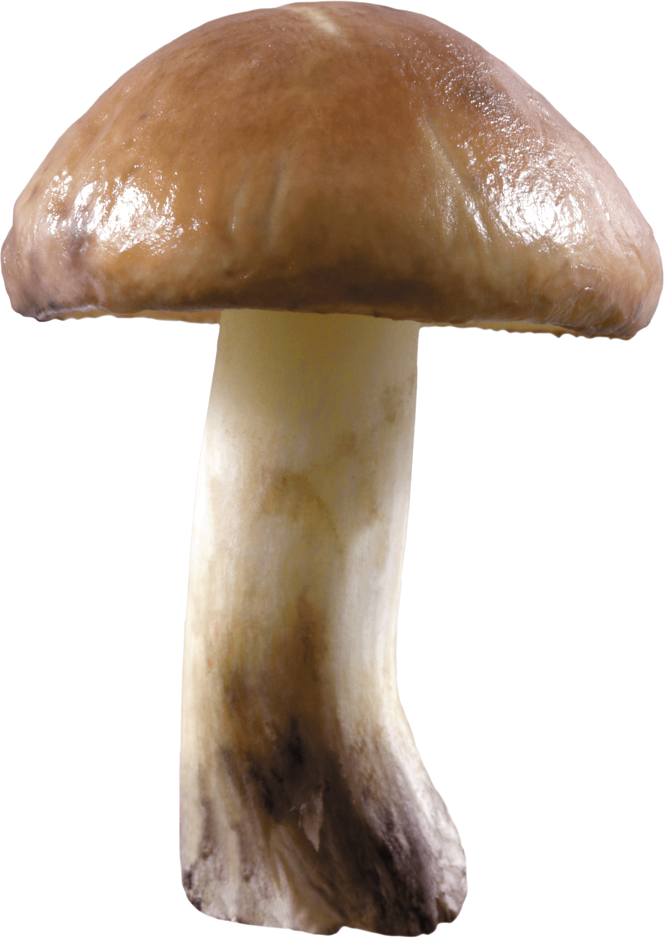 Mushroom Transparent PNG Image