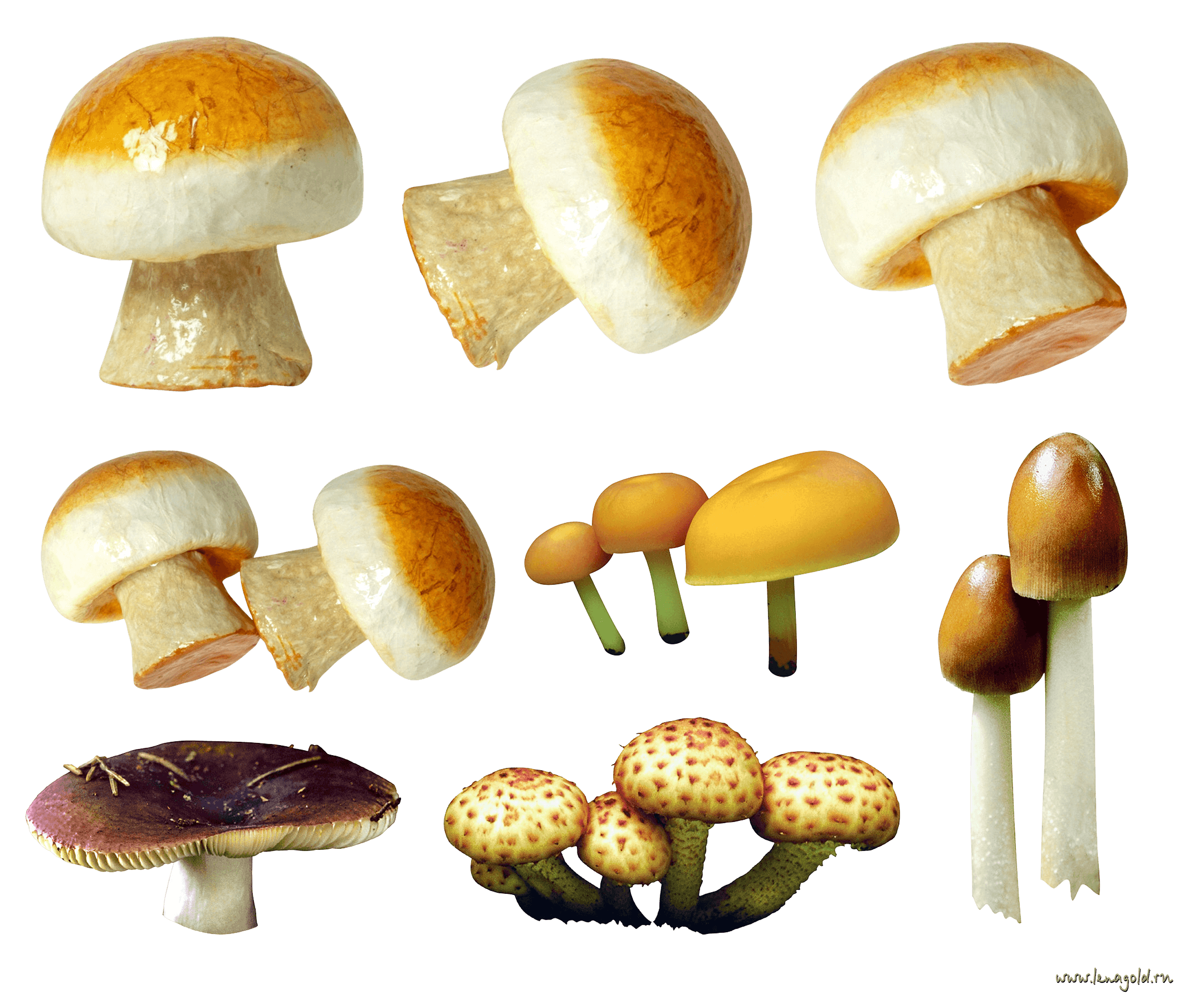 Mushroom Transparent PNG Image