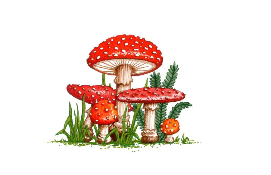 Amanita Muscaria Transparent PNG Image