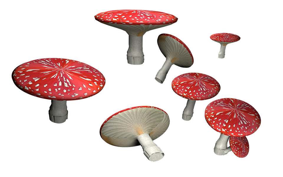 Amanita Muscaria Transparent PNG Image